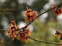 Hamamelis Strawberries and Cream 2015 02 07 3195